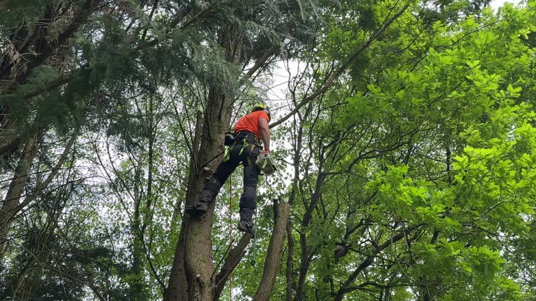 Reliable Cologne, NJ Tree Care  Solutions