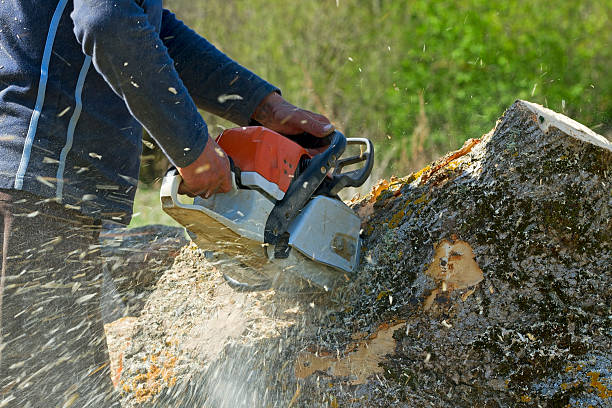 How Our Tree Care Process Works  in  Cologne, NJ